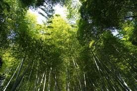 楠竹林