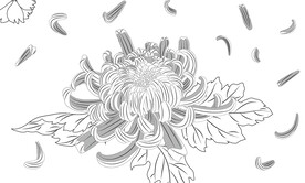 菊花