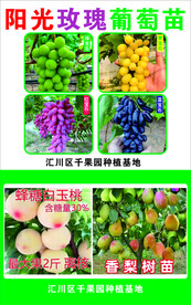 阳光玫瑰