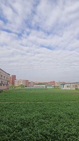 蔬菜园  