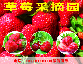 草莓采摘广告