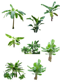 芭蕉树