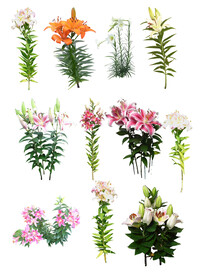 百合花
