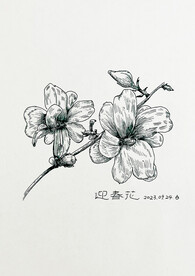 手绘迎春花