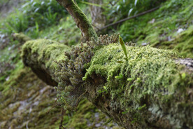 苔藓 老树木 