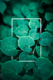 植物背景底纹