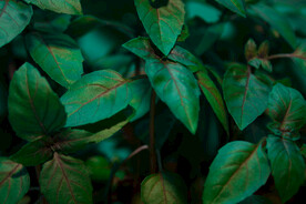 植物背景底纹