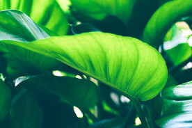 植物背景底纹
