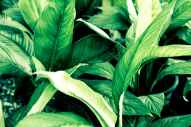 植物背景底纹
