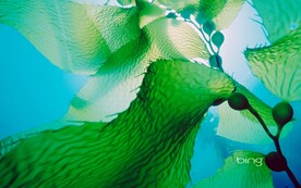 海藻 