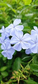 蓝花丹 淡蓝色小花 