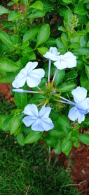蓝花丹 淡蓝色小花