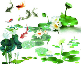 荷花 鱼