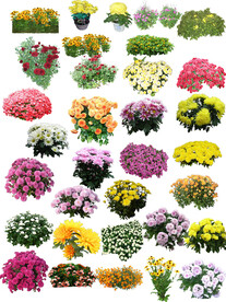 菊花