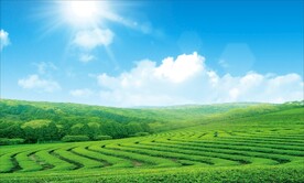 蓝天白云草地