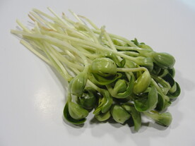 黑豆苗