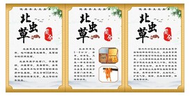 虫草花 北虫草 简介