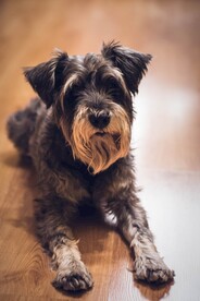 雪纳瑞犬