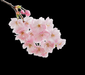 粉色樱花桃花PNG免扣鲜花素材