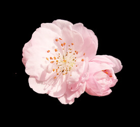 粉色樱花桃花PNG免扣鲜花素材