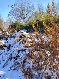 雪后的树