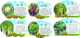 蔬菜介绍
