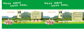笨鸡蛋