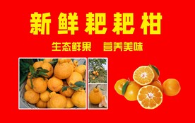 新鲜耙耙柑