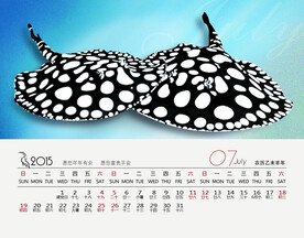 黑白魟鱼水族观赏鱼壁纸