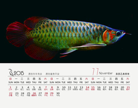 金龙鱼观赏鱼水族壁纸