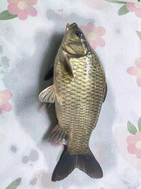 水库黄金鲫鱼摄影抠图