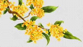 桂花