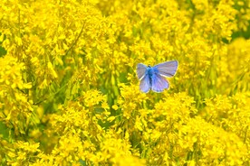 油菜花