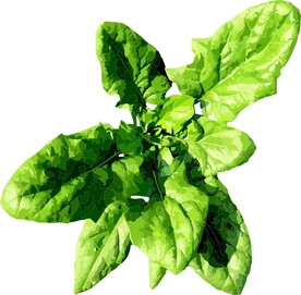 菠菜   蔬菜  矢量图
