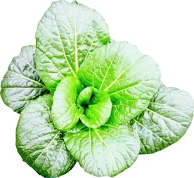  蔬菜   植物  矢量图