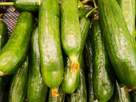 嫩黄瓜