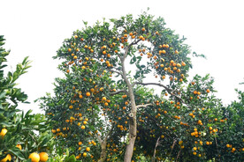橘子树