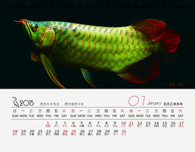 金龙鱼红龙鱼水族观赏鱼壁纸