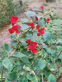 三角花
