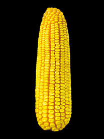 玉米