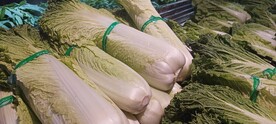 白菜 