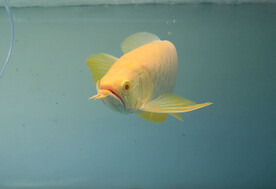 金龙鱼水族观赏鱼壁纸摄影