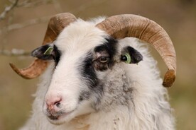 公羊图片
