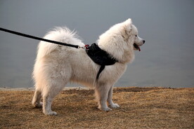 宠物狗萨摩耶犬