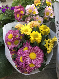 鲜花菊花