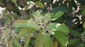 石楠花