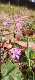 红花酢浆草