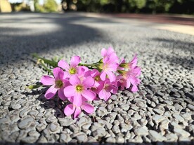 红花酢浆草 