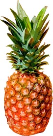 菠萝  水果   矢量图  