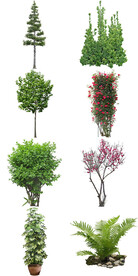 绿植室内盆栽